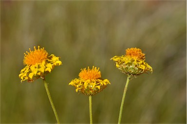 APII jpeg image of Leucochrysum stipitatum  © contact APII