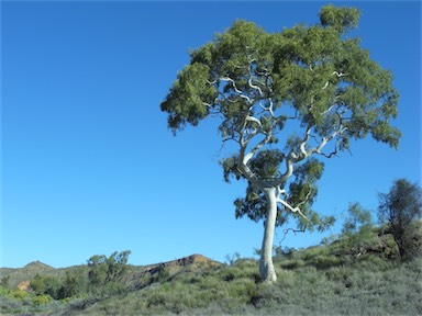 APII jpeg image of Corymbia aparrerinja  © contact APII