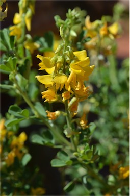 APII jpeg image of Crotalaria medicaginea var. neglecta  © contact APII