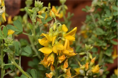 APII jpeg image of Crotalaria medicaginea var. neglecta  © contact APII