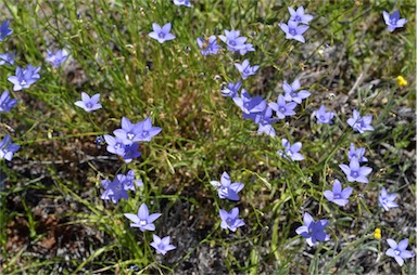 APII jpeg image of Wahlenbergia queenslandica  © contact APII