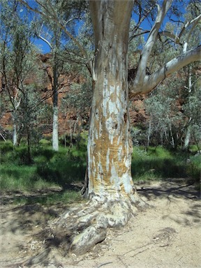 APII jpeg image of Eucalyptus camaldulensis  © contact APII