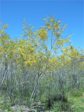 APII jpeg image of Acacia murrayana  © contact APII