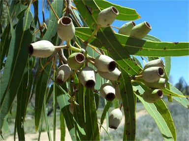 APII jpeg image of Corymbia opaca  © contact APII