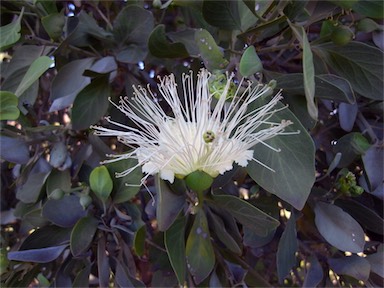 APII jpeg image of Capparis mitchellii  © contact APII