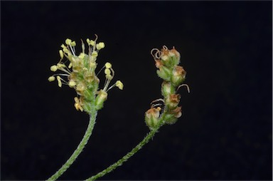 APII jpeg image of Plantago gaudichaudii  © contact APII