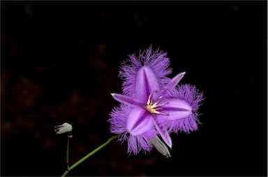 APII jpeg image of Thysanotus tuberosus subsp. tuberosus  © contact APII