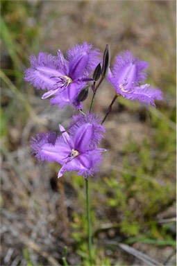 APII jpeg image of Thysanotus tuberosus subsp. tuberosus  © contact APII