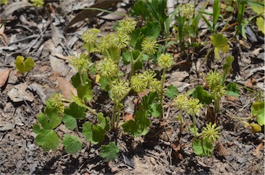 APII jpeg image of Hydrocotyle laxiflora  © contact APII