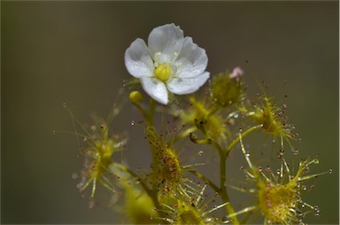 APII jpeg image of Drosera hookeri  © contact APII