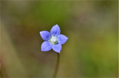 APII jpeg image of Wahlenbergia multicaulis  © contact APII