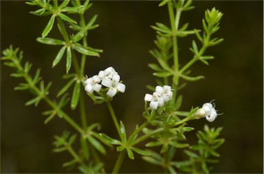 APII jpeg image of Asperula conferta  © contact APII