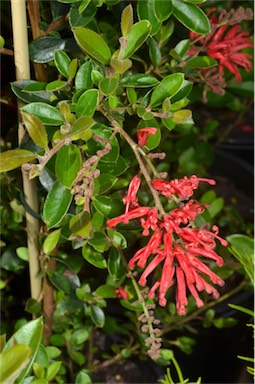 APII jpeg image of Grevillea 'Ruby Jewel'  © contact APII