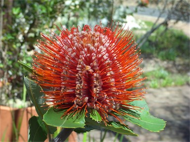 APII jpeg image of Banksia coccinea  © contact APII