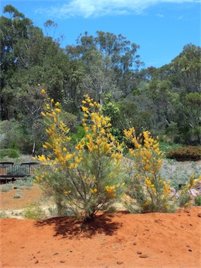 APII jpeg image of Grevillea juncifolia  © contact APII