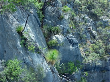 APII jpeg image of Xanthorrhoea glauca subsp. angustifolia  © contact APII