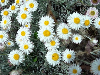 APII jpeg image of Leucochrysum alpinum  © contact APII