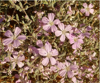 APII jpeg image of Frankenia serpyllifolia  © contact APII