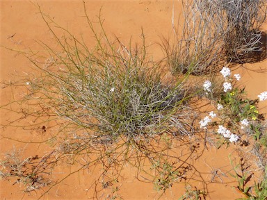 APII jpeg image of Scaevola depauperata  © contact APII