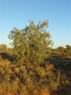 APII jpeg image of Santalum lanceolatum  © contact APII