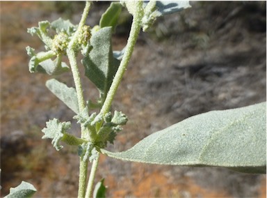 APII jpeg image of Atriplex limbata  © contact APII