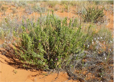 APII jpeg image of Eremophila willsii subsp. integrifolia  © contact APII