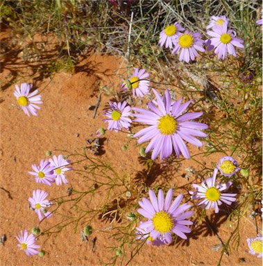 APII jpeg image of Brachyscome iberidifolia  © contact APII