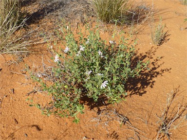 APII jpeg image of Scaevola parvibarbata  © contact APII