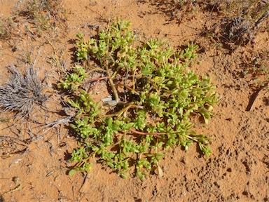 APII jpeg image of Portulaca oleracea  © contact APII