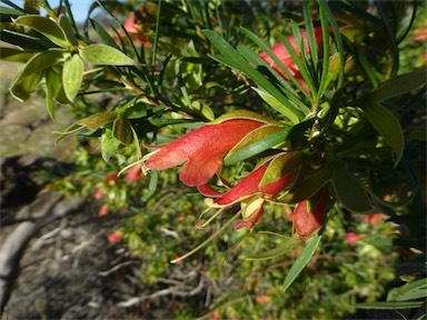 APII jpeg image of Eremophila latrobei subsp. glabra  © contact APII