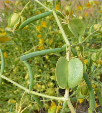 APII jpeg image of Zygophyllum aurantiacum subsp. simplicifolium  © contact APII