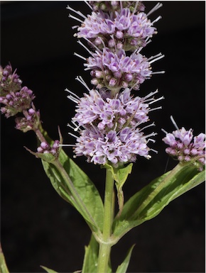 APII jpeg image of Mentha spicata  © contact APII