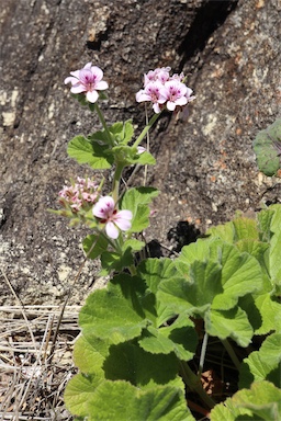 APII jpeg image of Pelargonium australe  © contact APII