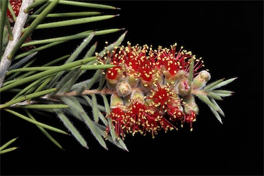 APII jpeg image of Callistemon brachyandrus  © contact APII