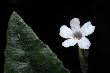 APII jpeg image of Brunoniella spiciflora  © contact APII