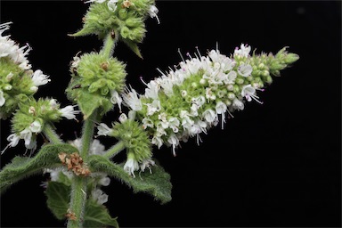 APII jpeg image of Mentha x rotundifolia  © contact APII