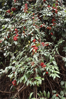 APII jpeg image of Palmeria racemosa  © contact APII