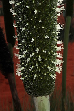 APII jpeg image of Xanthorrhoea quadrangulata  © contact APII