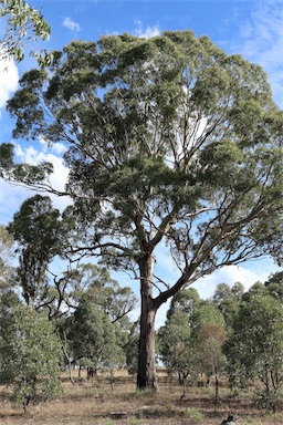 APII jpeg image of Eucalyptus melliodora  © contact APII