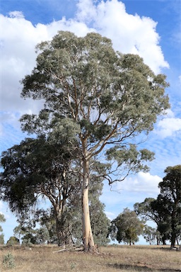 APII jpeg image of Eucalyptus polyanthemos  © contact APII