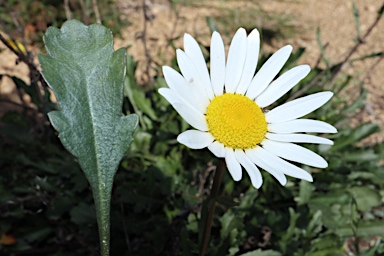 APII jpeg image of Leucanthemum vulgare  © contact APII