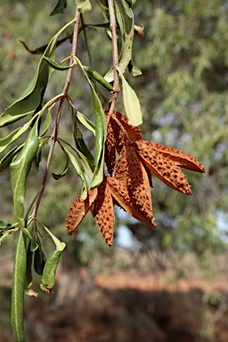 APII jpeg image of Flindersia maculosa  © contact APII