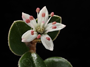 APII jpeg image of Nematolepis ovatifolia  © contact APII