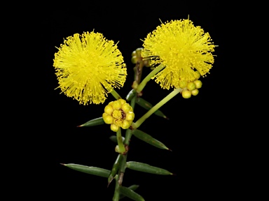 APII jpeg image of Acacia acuaria  © contact APII