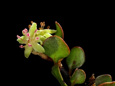 APII jpeg image of Muehlenbeckia axillaris  © contact APII