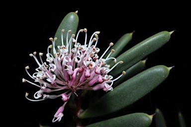 APII jpeg image of Hakea clavata  © contact APII