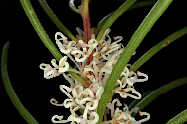 APII jpeg image of Hakea propinqua  © contact APII