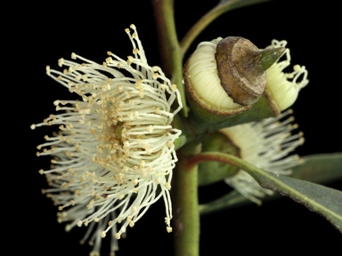 APII jpeg image of Eucalyptus baeuerlenii  © contact APII