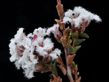 APII jpeg image of Leucopogon costatus  © contact APII