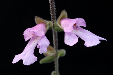 APII jpeg image of Prostanthera marifolia  © contact APII